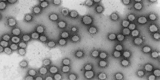 El CSIC impulsa investigaciones en biotecnología, nanotecnología y demografía para atajar el coronavirus