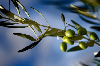 Nace “ALENTA”, plataforma tecnológica del olivar que dará voz al sector