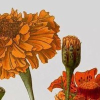 El proyecto Hispanema en el que participa el Instituto de Historia presenta el documental 'Las vidas múltiples de la flor de veinte pétalos'