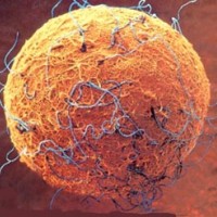 Vincenzo Pavone (IPP) coautor de un artículo sobre las limitaciones del marco regulatorio de la donación de óvulos