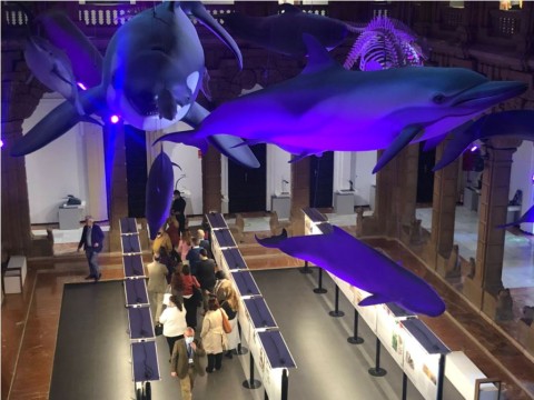 La exposición 'La esclavitud y el legado cultural de África en el Caribe' viaja a Sevilla